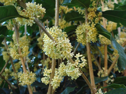 銀木犀の花