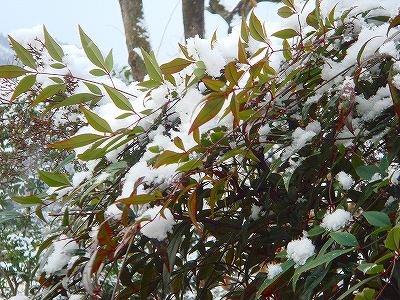 ナンテンにも雪が