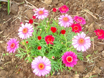 花です
