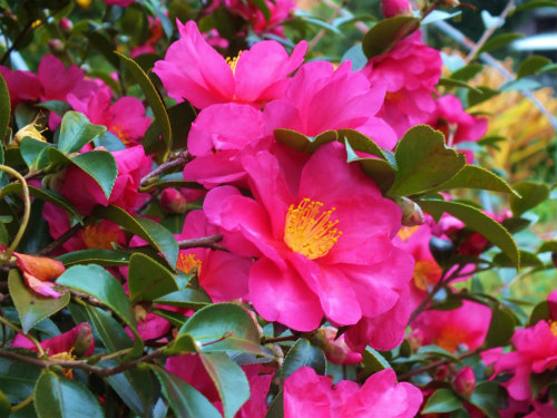 山茶花