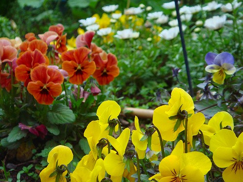 娘の花壇