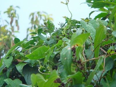 秋の雨
