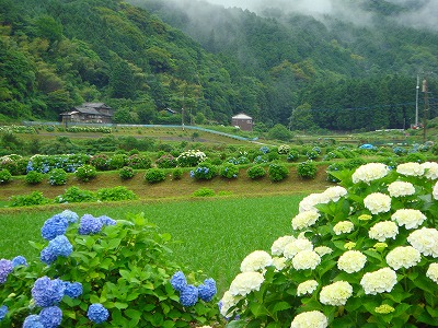 枝川内のあじさい3