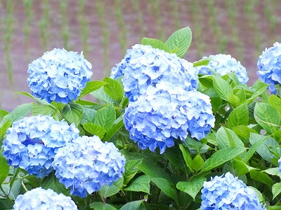 枝川内のあじさい7