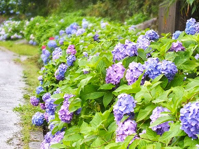枝川内のあじさい8