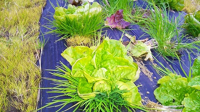 サラダ菜？