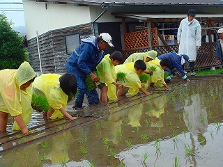 植えます！