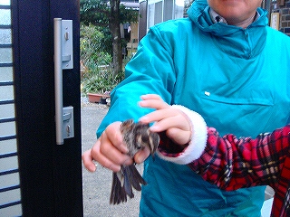 じいちゃんが、鳥を捕まえました！触ったよ！