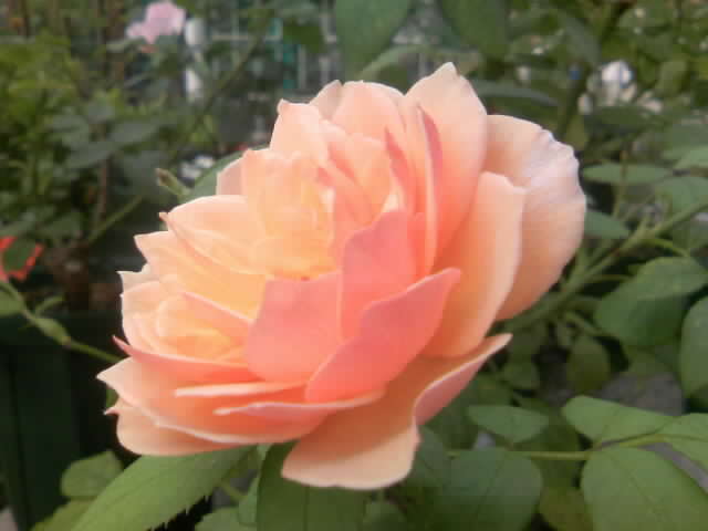 2008-09-07 12:36:25