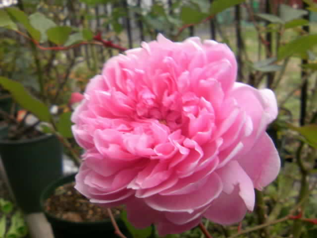 2008-12-01 17:51:19