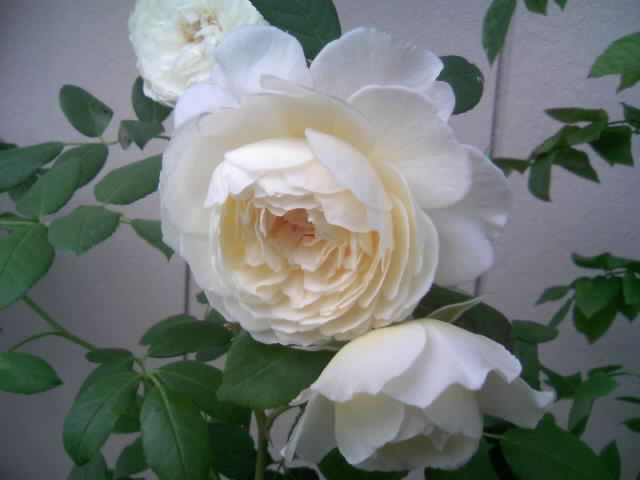 2008-12-07 00:20:04