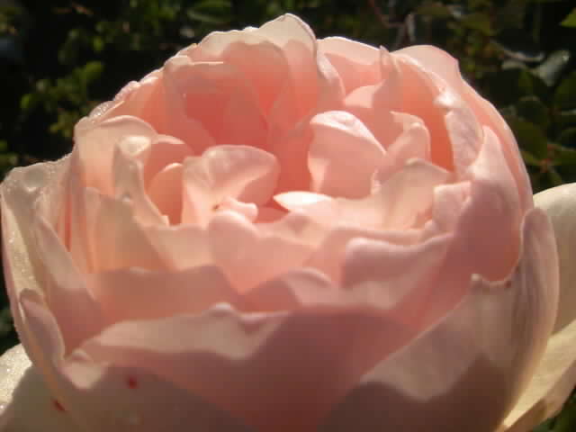 2008-12-30 11:59:17