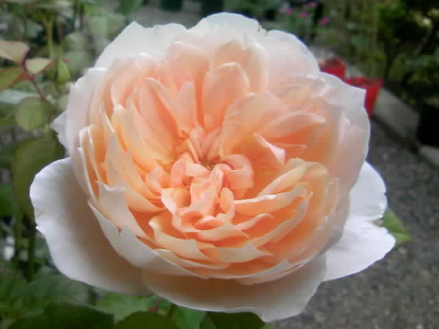 2008-12-08 21:49:55