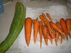 2009.8.26 家庭菜園2.JPG