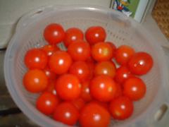 2009.8.26 家庭菜園3.JPG