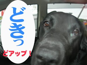 美鈴フリーカットケーキ