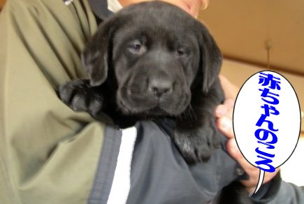 美鈴フリーカットケーキ