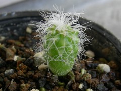 9/7オールドマン