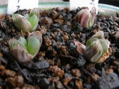 ハオルチア 植え付け直後