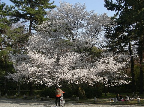 御所の桜