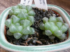 ハオルチアの成長