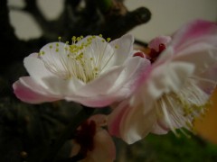 梅の花
