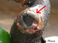 に～く～まきまき