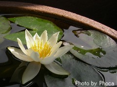姫睡蓮