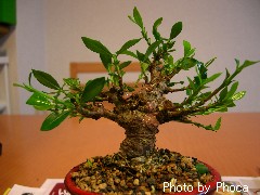 丸刈りクチナシ