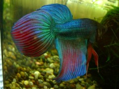 フィンスプレッディング