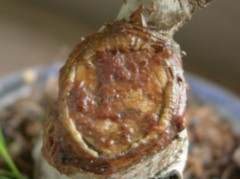 ヒメリンゴ肉巻き