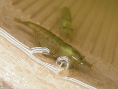 ミナミヌマエビ