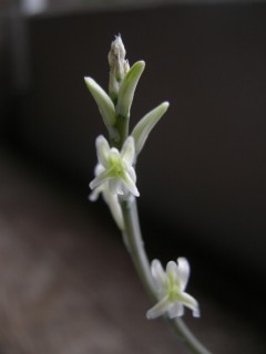 ピリフェラ錦開花