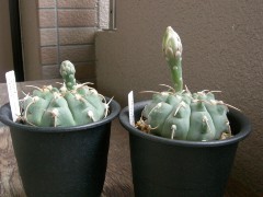 バッテリーのつぼみ