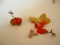 ツルウメモドキ