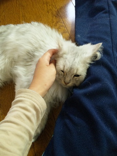 13.ホイップデレ