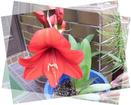 アマリリス　(JTrim加工)