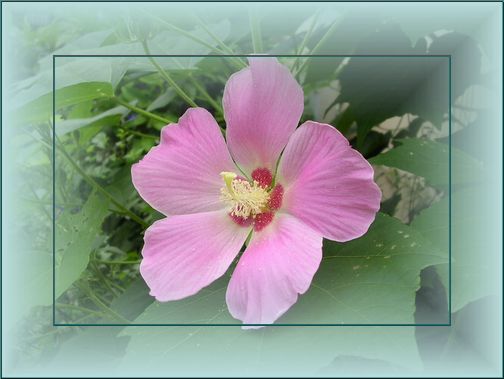 芙蓉　フェードアウト
