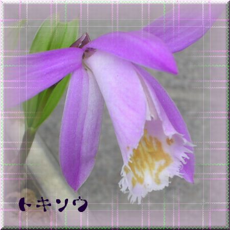 トキソウ　グラデーションとフェードアウト２