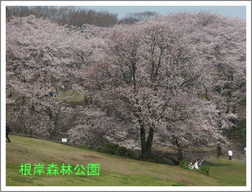 根岸森林公園　お花見