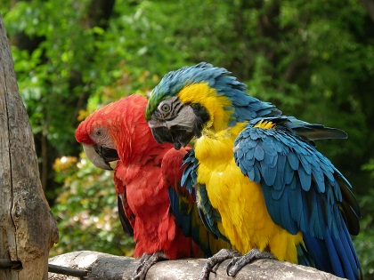 コンゴウインコ