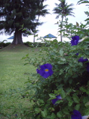 夕暮れのサイパン2