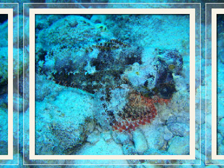 オニダルマオコゼだぁ～