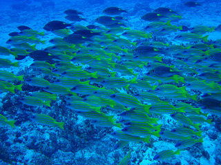 ゆらゆらゆら～