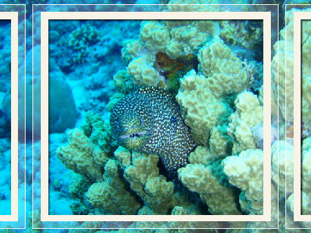 何みてるんだよ～ !