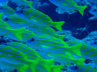 ゆらゆらゆらゆら～