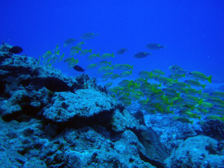 バイバイ～(^o^)/~~