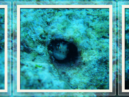 あっち行ってくださいっ