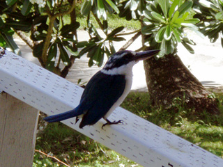 おはよう～カワセミ♪