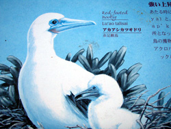 アカアシカツオドリ